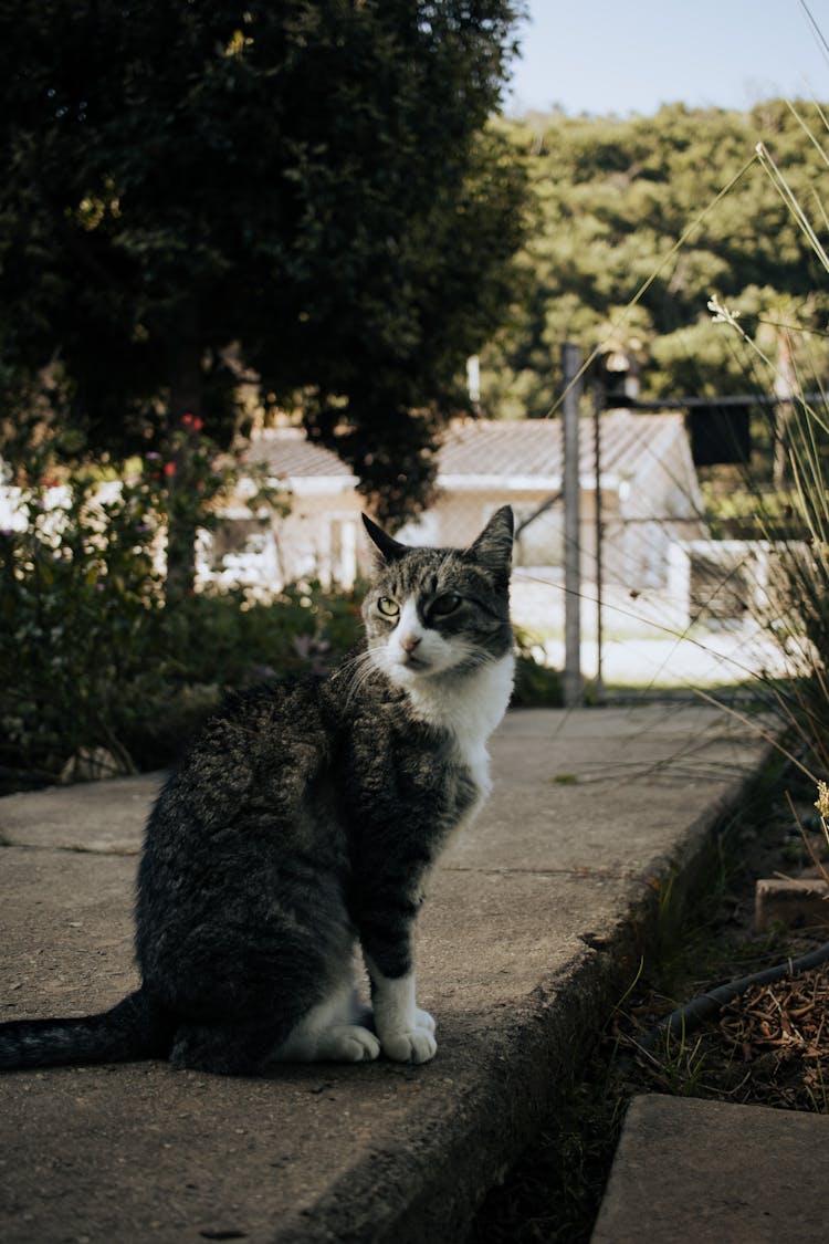 Cat Sitting In Yard