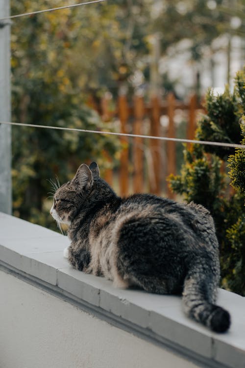 Fotos de stock gratuitas de acostado, cerca, fotografía de animales