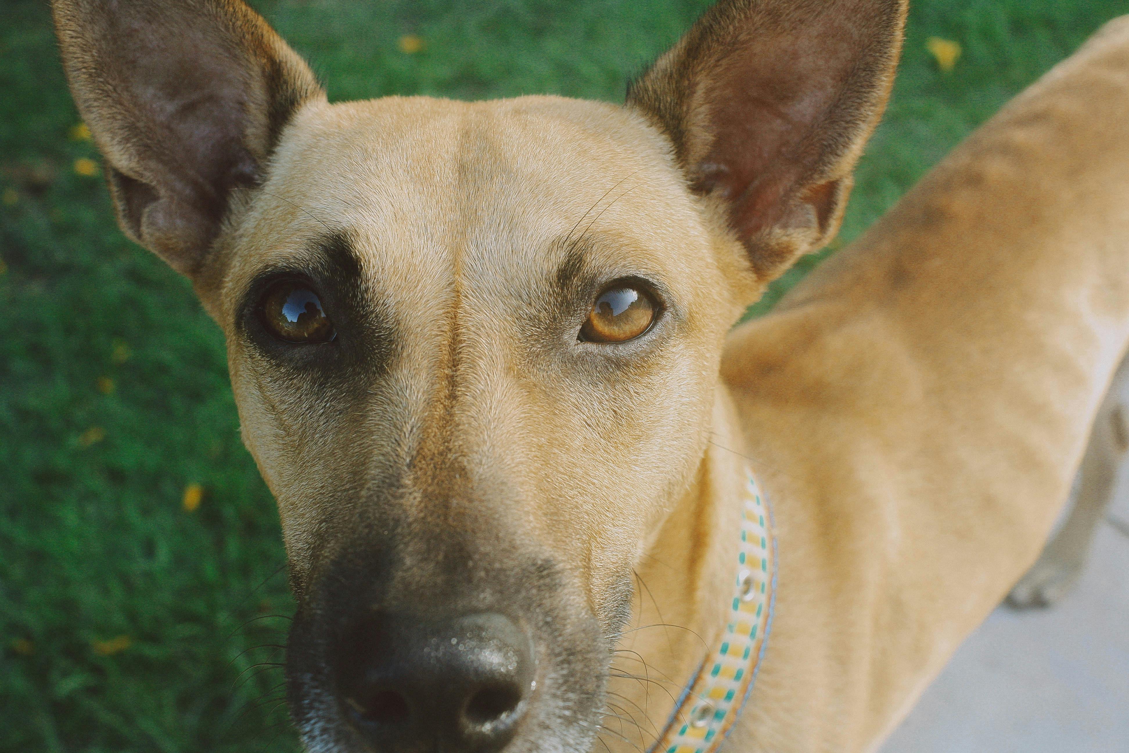 Free stock photo of dog, eyes, green grass