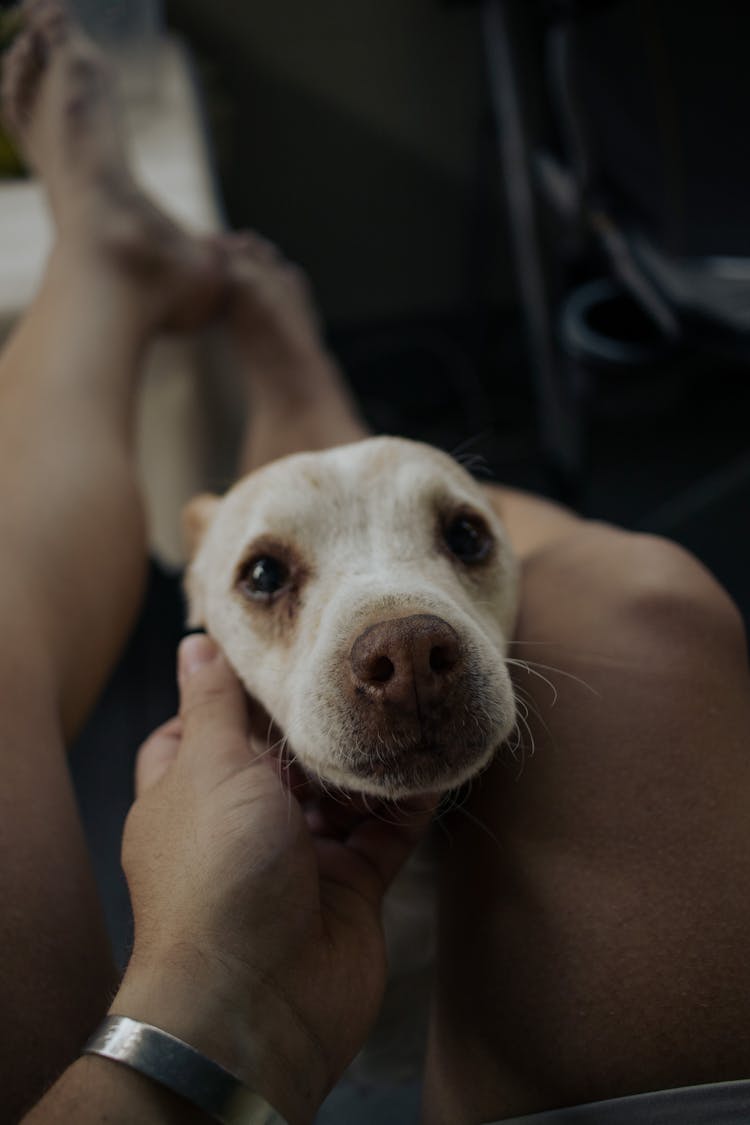 Man Petting His Dog