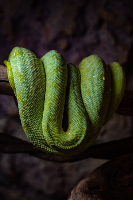 Vibrant emerald tree boa coiled on a branch, showcasing its neon green scales.