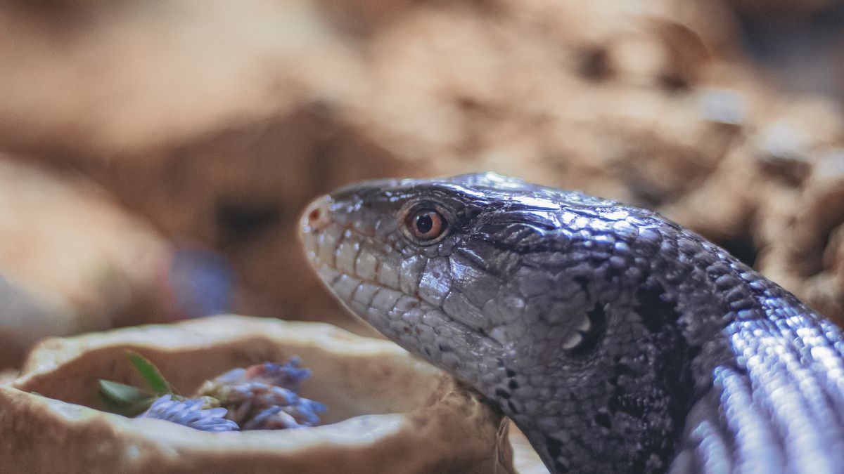 Blue-tongued skink resting inside a captive terrarium enclosure
