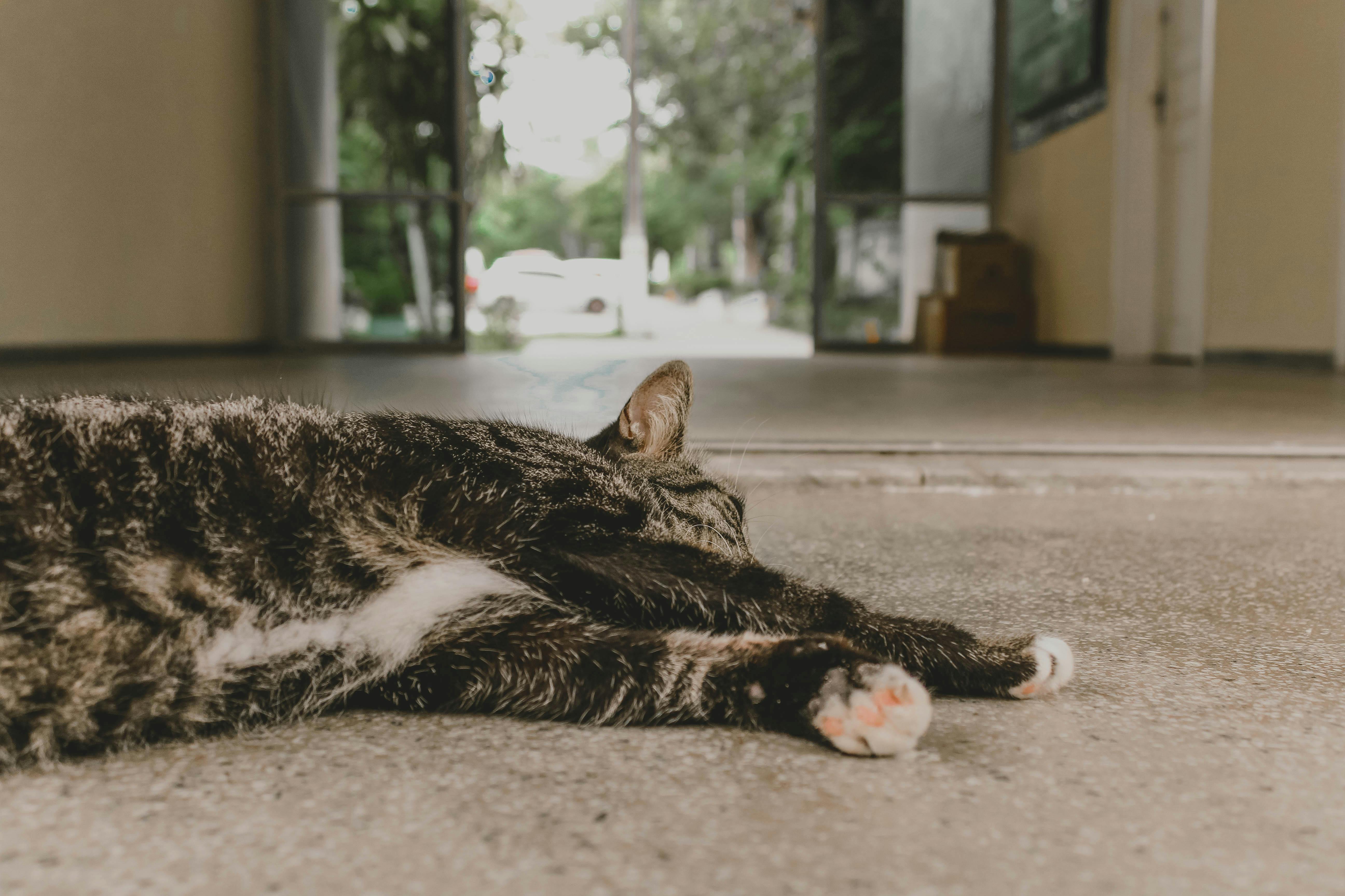 Free stock photo of cat, Lying down, sleepy cat