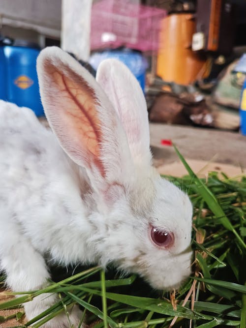 Безкоштовне стокове фото на тему «adoptdontshop, bunniesofttheworld, bunnylife»