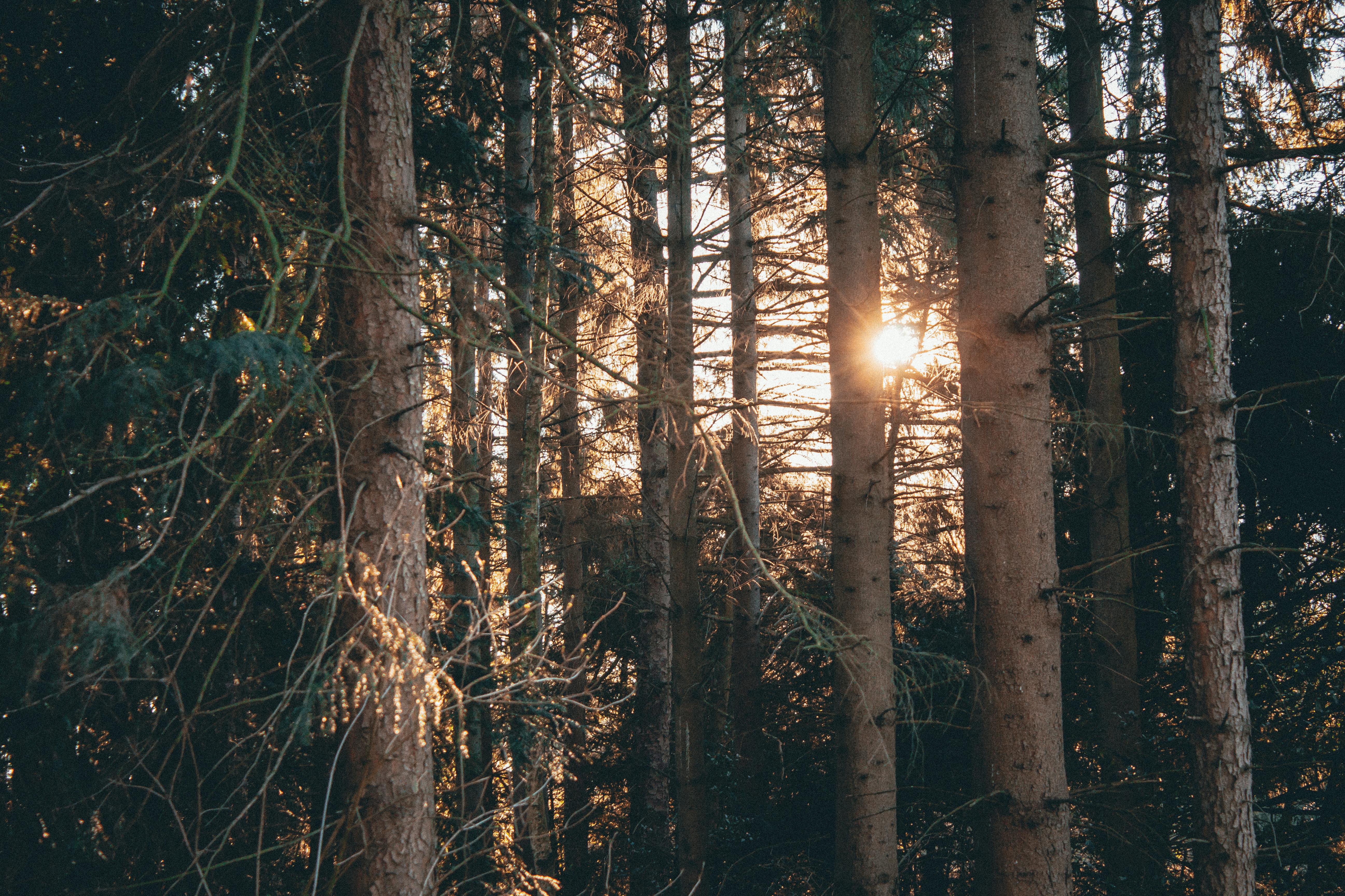 sun rays on green trees