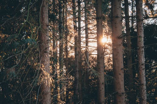 Ücretsiz Yeşil Ağaçlarda Güneş Işınları Stok Fotoğraflar