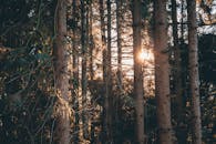 阳光透过宁静森林中常绿树木的树干