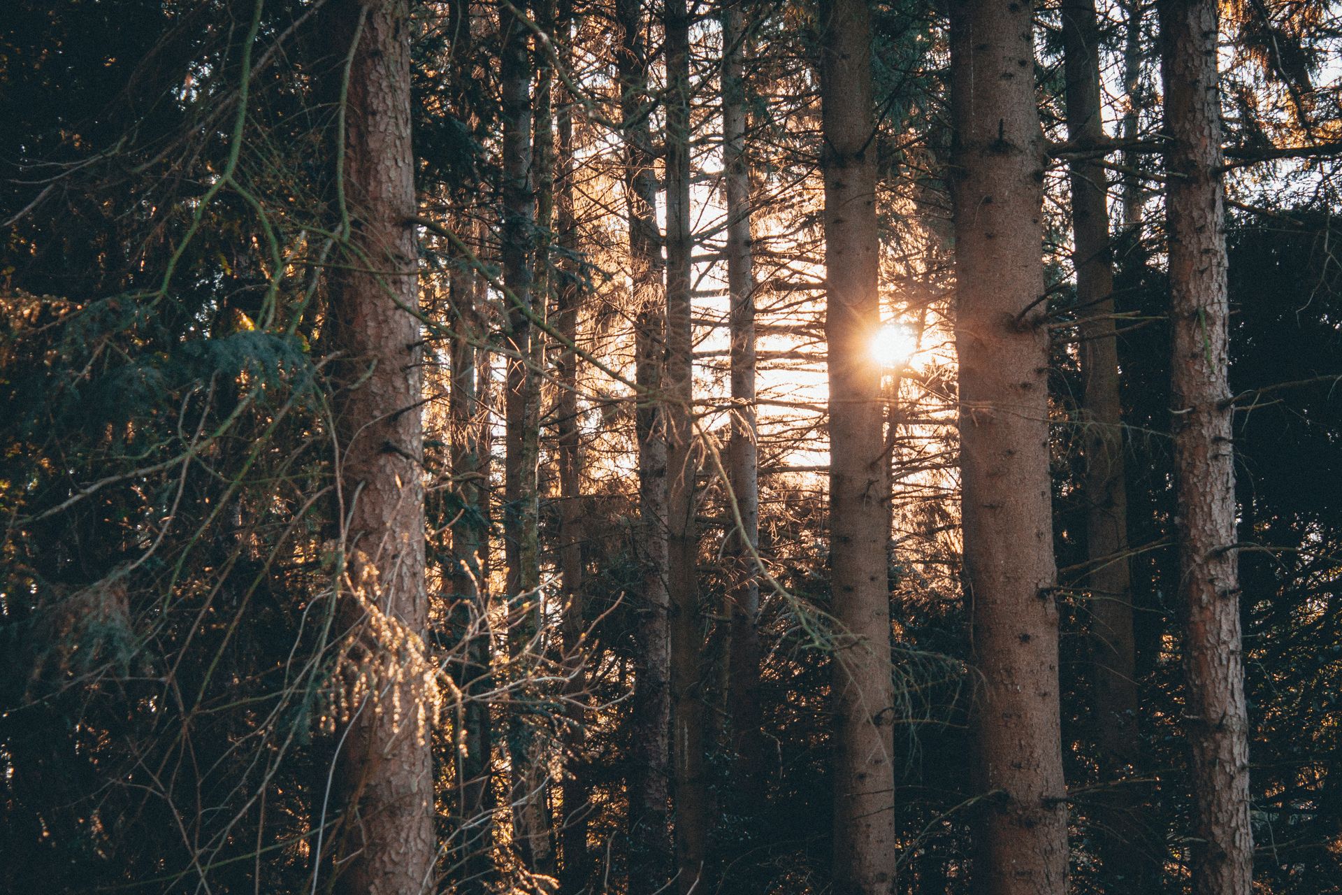 Sunlight filtering through trunks of evergreen trees in a tranquil forest setting.