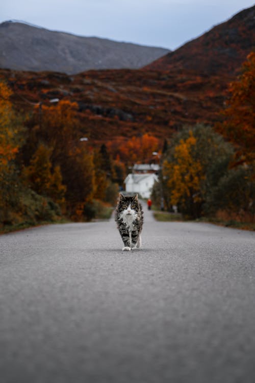 Free A cat walking down a road in the fall Stock Photo