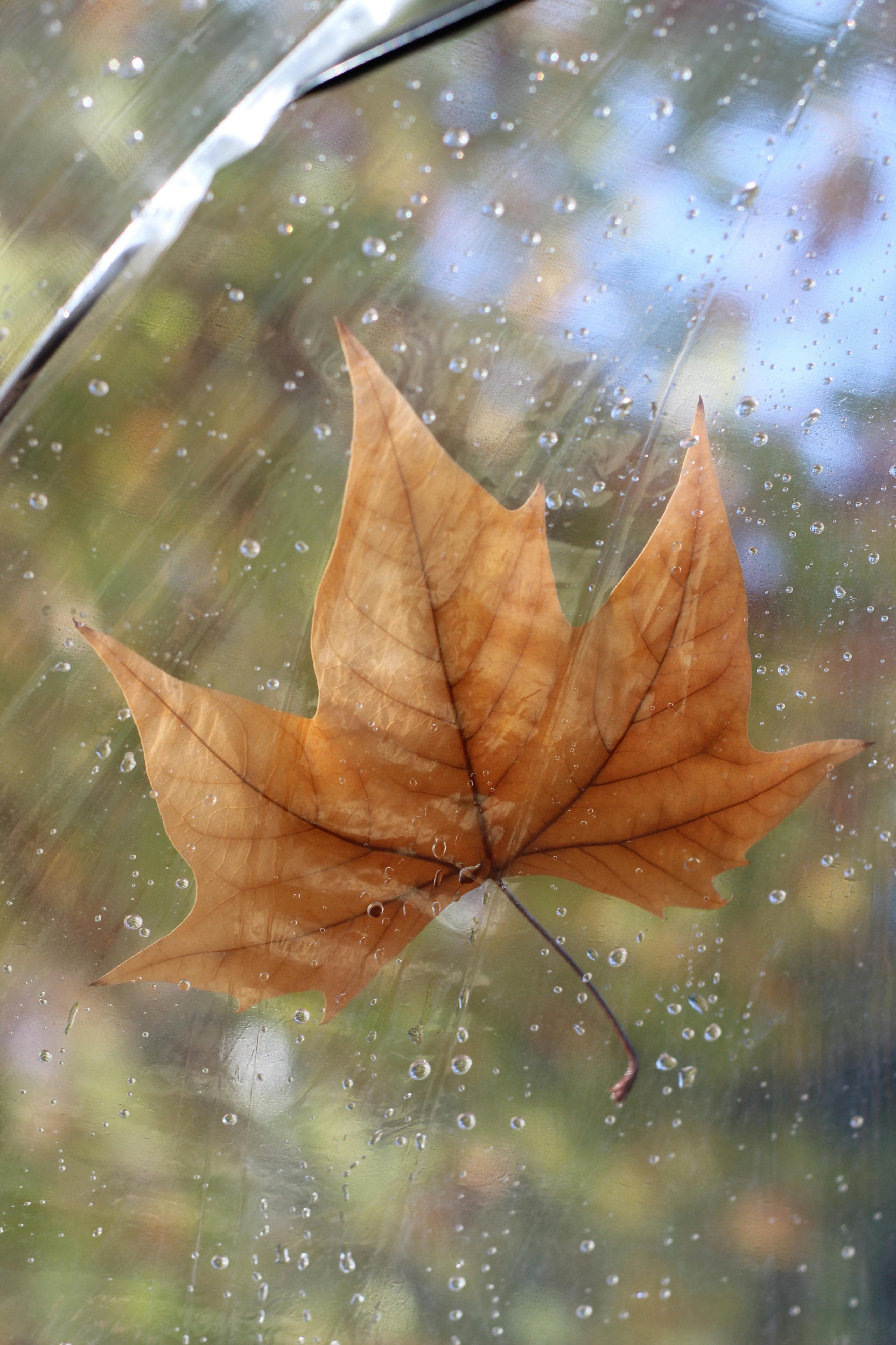 Close-up of a maple leaf on a rain-soaked transparent umbrella in fall.