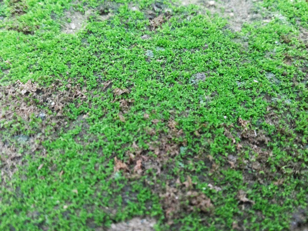 View of Green Grass