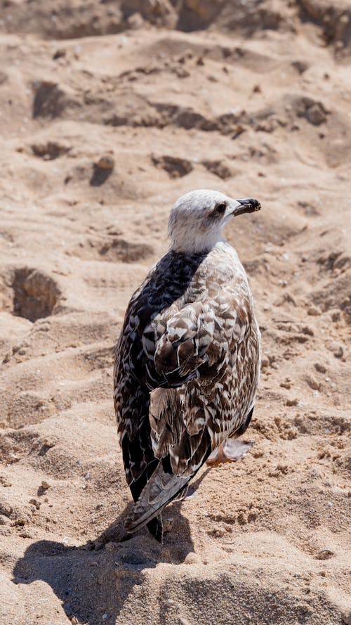 Free Seagull Perching on Sand Stock Photo