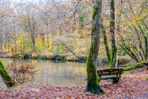 Scenic View of a Bench on a Lakeshore and Trees in an Autumn Park 