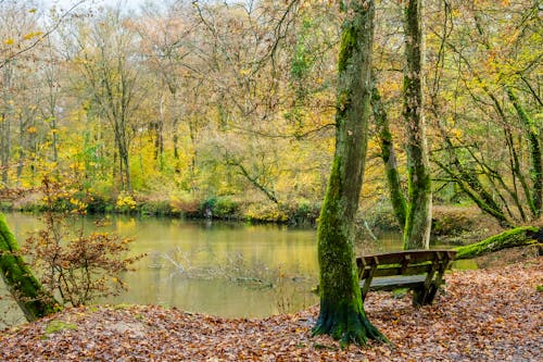 Bench by a Lake in a Park