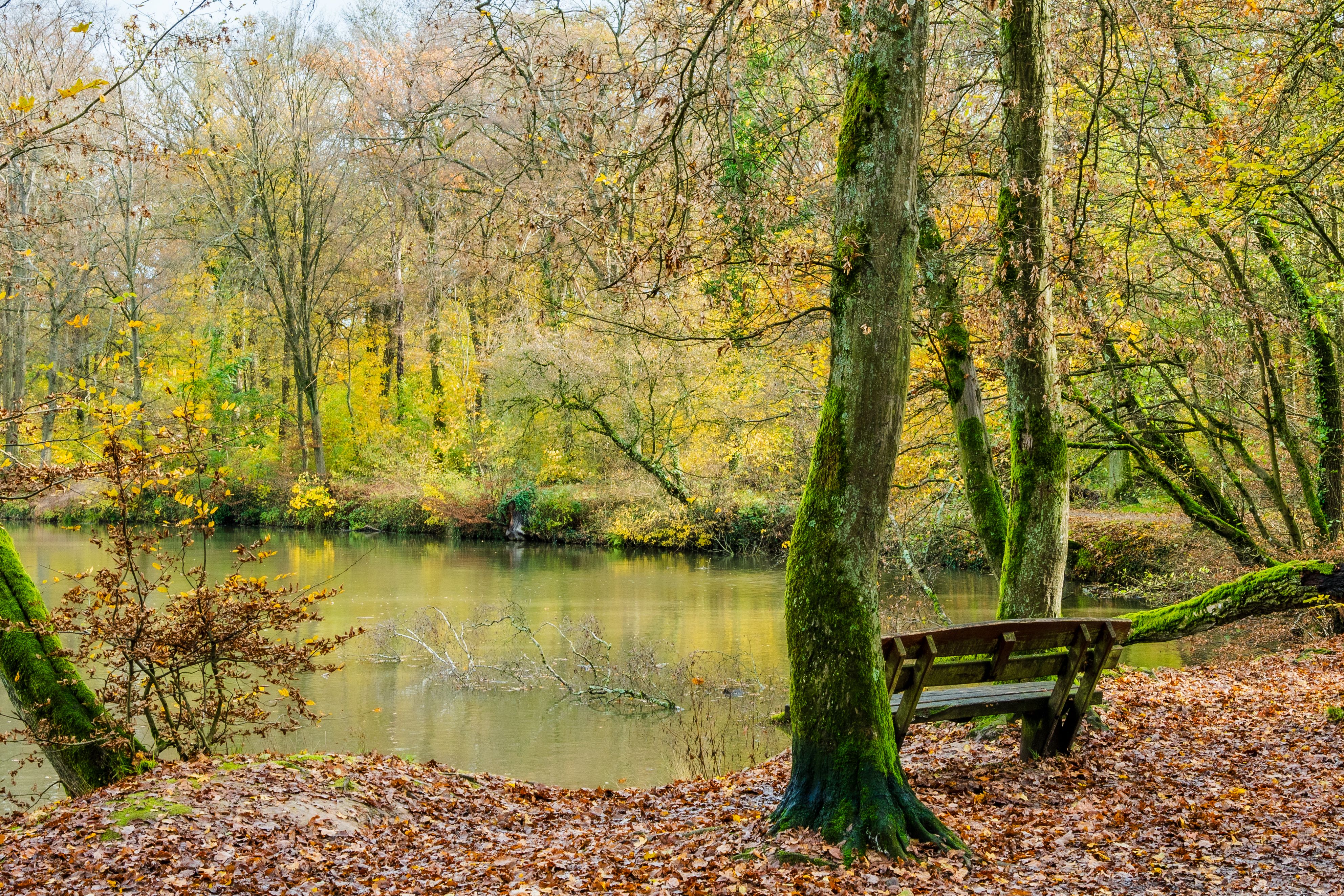 Bench by a Lake in a Park · Free Stock Photo