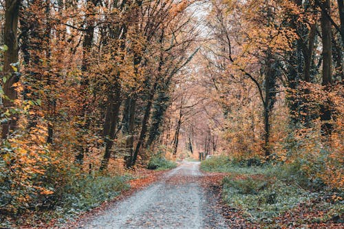 Dirt Road among Trees in Autumn