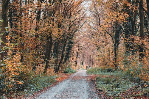 Imagine de stoc gratuită din arbori, cădere, cale