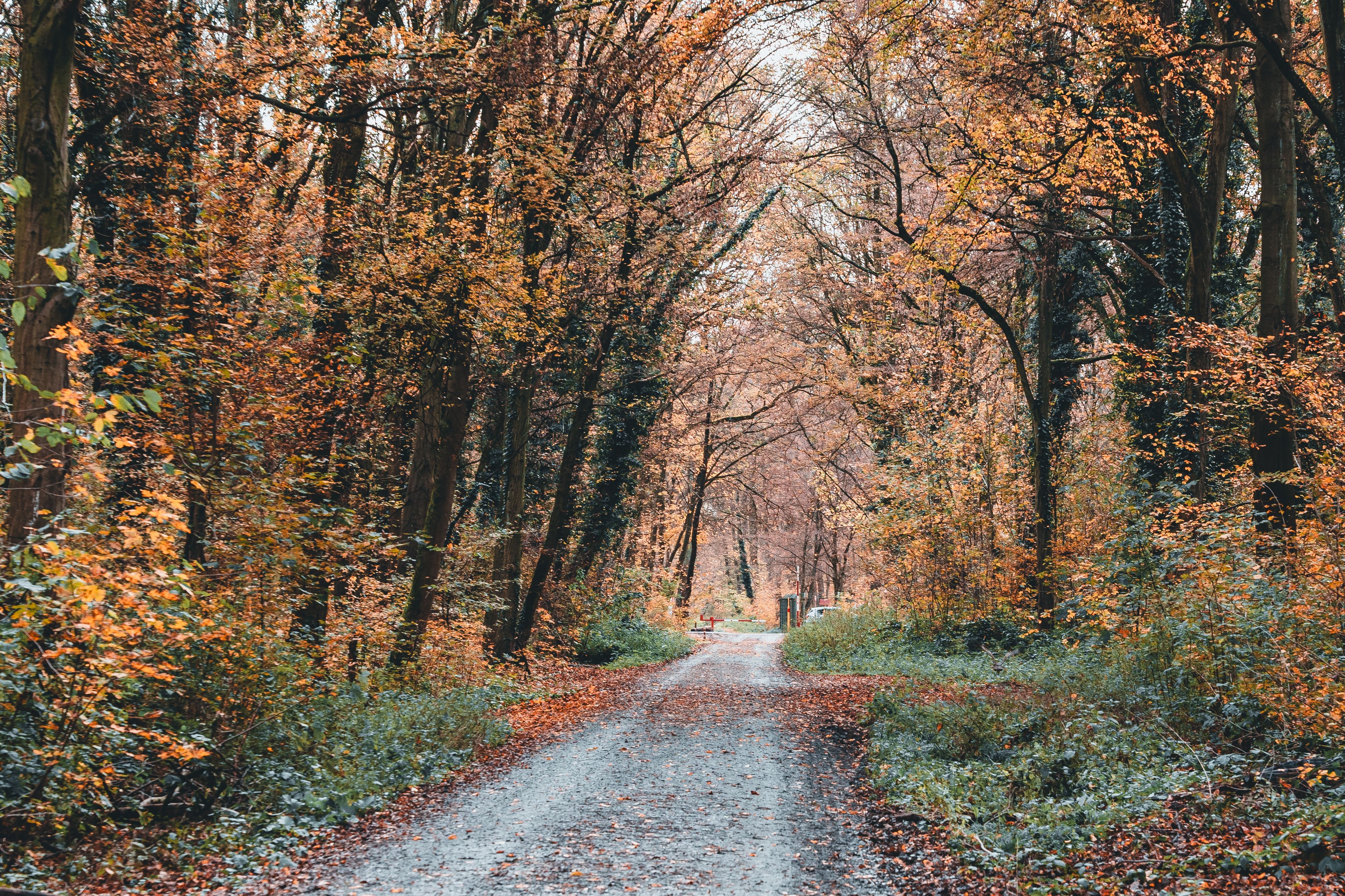 Dirt Road among Trees in Autumn · Free Stock Photo