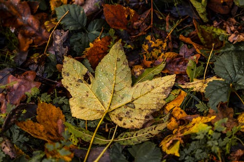 Leaf on a Ground in Autumn 