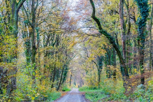 Бесплатное стоковое фото с деревья, лес, листья