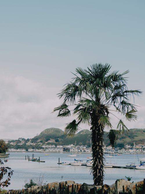 Free Idyllic view of Conwy Harbor with a palm tree, hills, and boats under a clear sky. Stock Photo