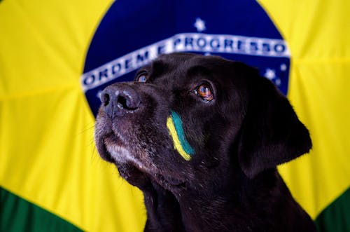 Dog with Ukrainian National Colors Painted on its Head 