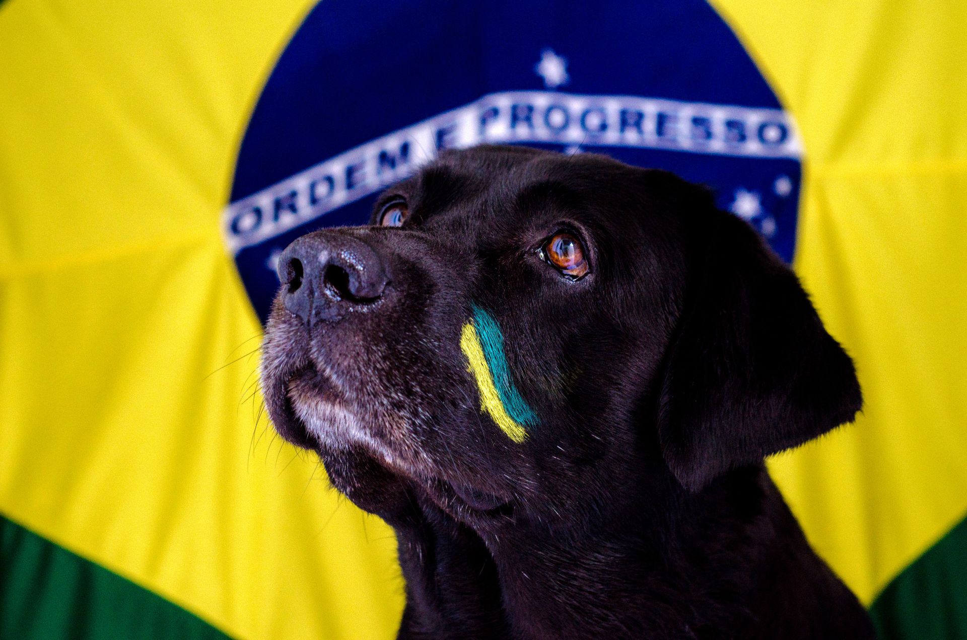 Dog with Ukrainian National Colors Painted on its Head