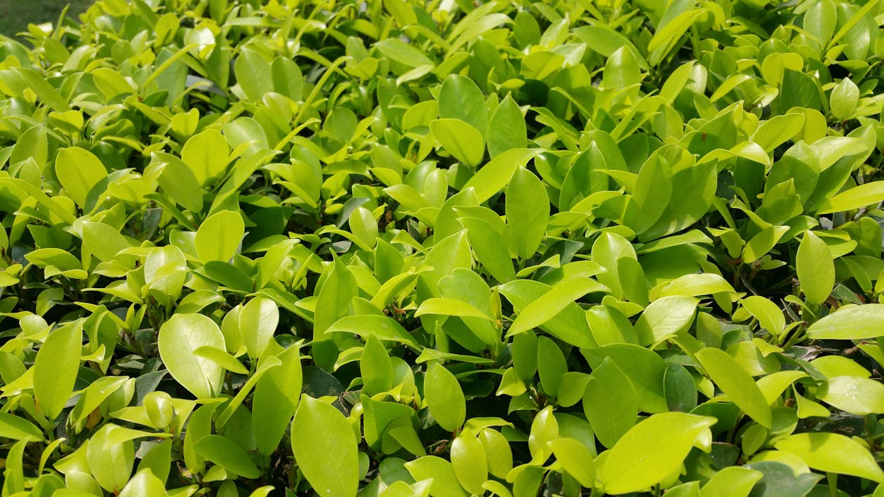 grátis Planta De Folha Verde Foto profissional