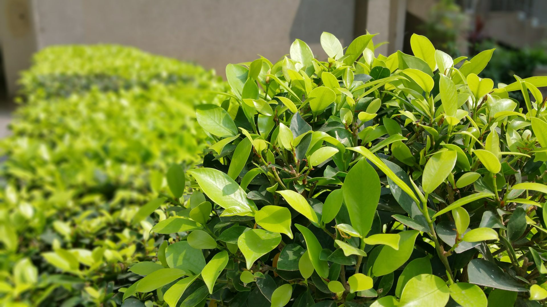 Vibrant green shrubs in a sunlit garden showcasing nature's beauty and freshness.