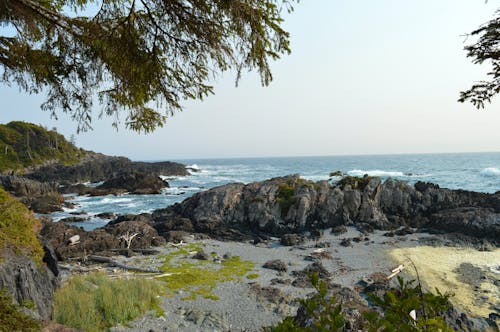 Foto d'estoc gratuïta de arbres, bellesa natural, Costa