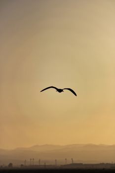 Captivating image of a seagull flying against a golden sky at sunset.
