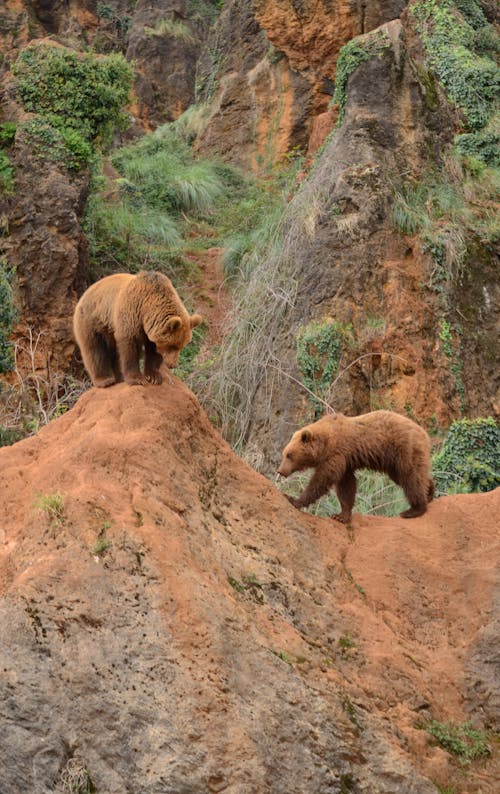 Gratis stockfoto met beren, dierenfotografie, heuvels Stockfoto