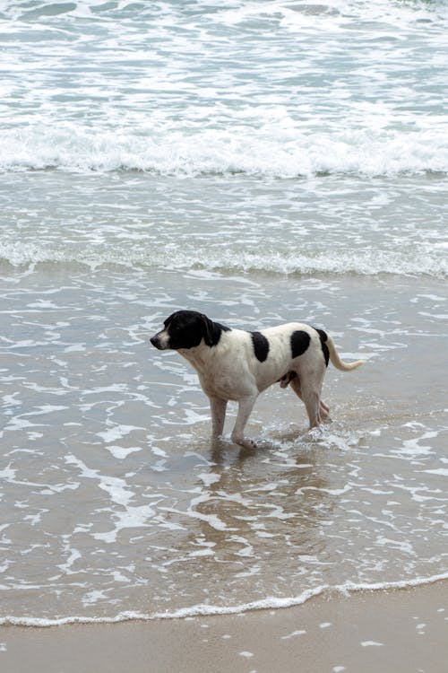 ビーチ, ペット, 動物の写真の無料の写真素材