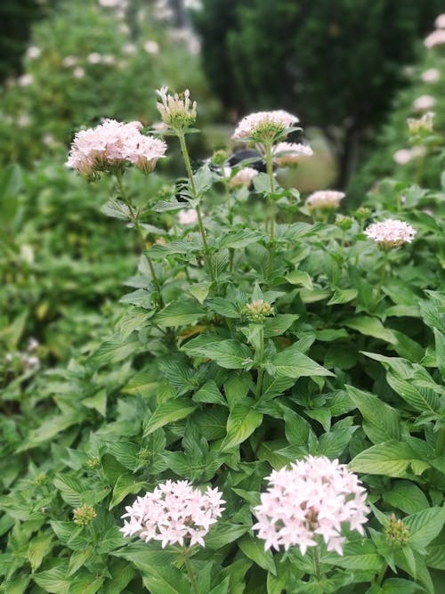 美麗的花, 花, 野花 的 免費圖庫相片