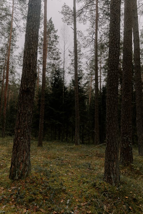 คลังภาพถ่ายฟรี ของ ต้นไม้, ธรรมชาติ, ป่า