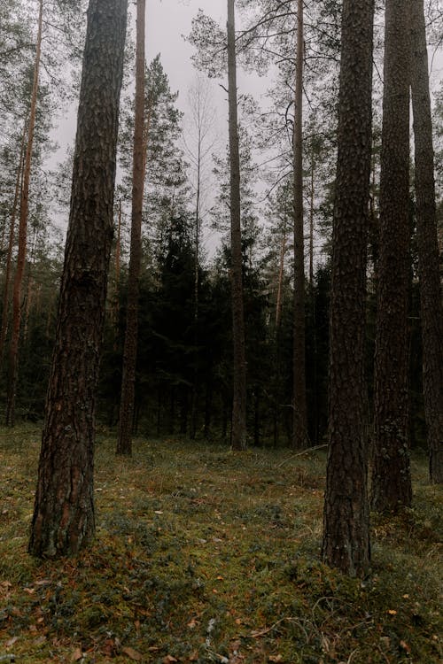 Photos gratuites de à feuilles persistantes, arbres, bois