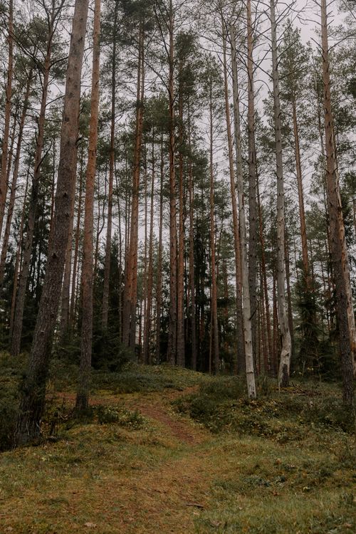 Free Serene view of tall pine trees and a path leading through a quiet forest in autumn. Stock Photo
