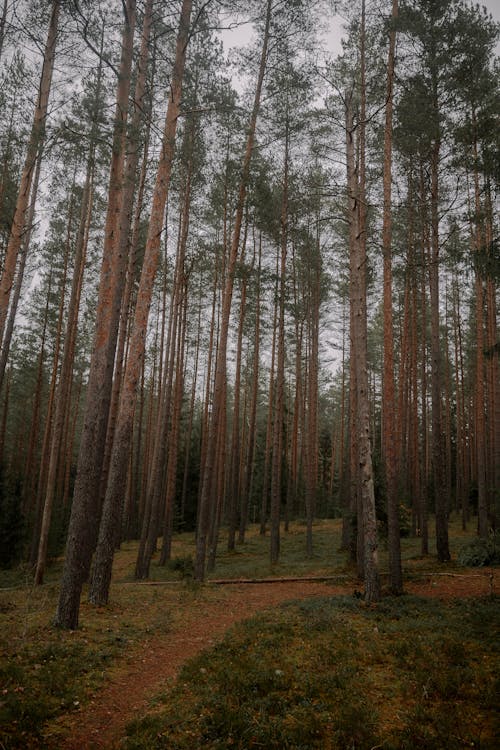 Foto profissional grátis de árvores, calçada, caminho