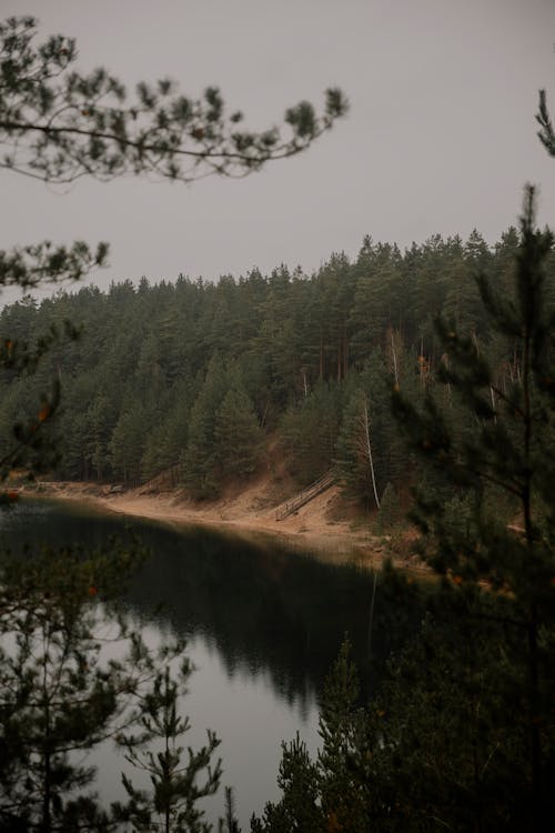 Foto stok gratis danau, fotografi udara, hutan