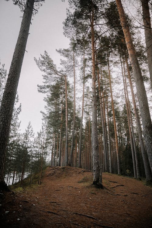 Gratis stockfoto met berken, bloemen, bomen