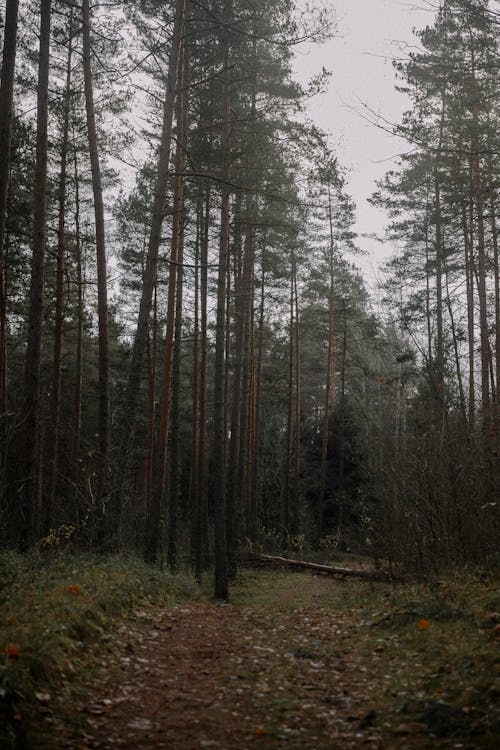 Základová fotografie zdarma na téma dřevo, krajina, les