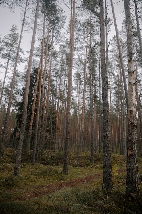 Základová fotografie zdarma na téma dřevo, krajina, les