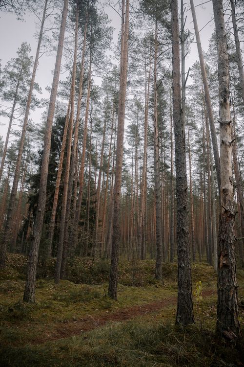 Free Tall pine trees in a serene autumn forest, capturing a sense of tranquility and natural beauty. Stock Photo