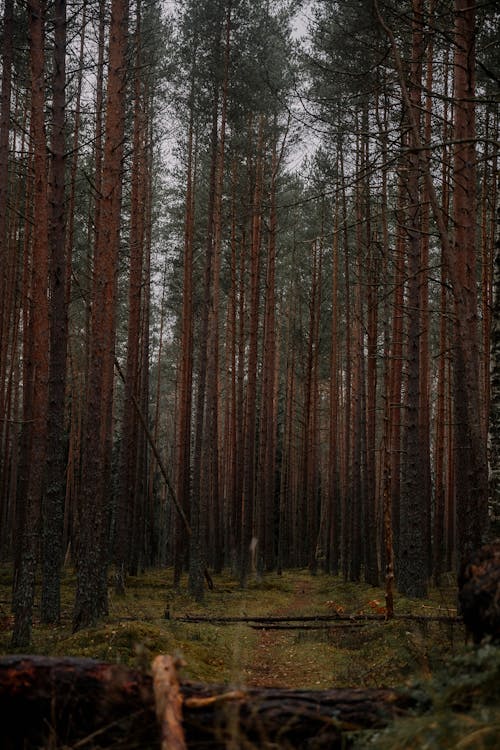 Gratis stockfoto met bloemen, bomen, Bos