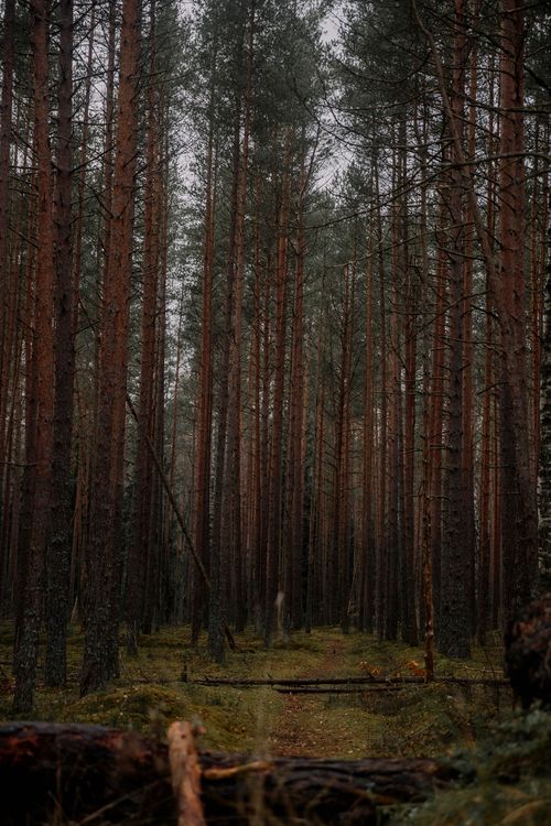 Free Explore the tranquil beauty of a dense forest in autumn, filled with towering evergreens. Stock Photo