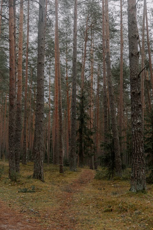 Photos gratuites de arbres, automne, chemin