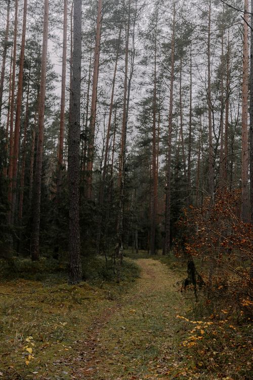 Free A quiet footpath winds through tall evergreen trees in a tranquil forest scene. Stock Photo