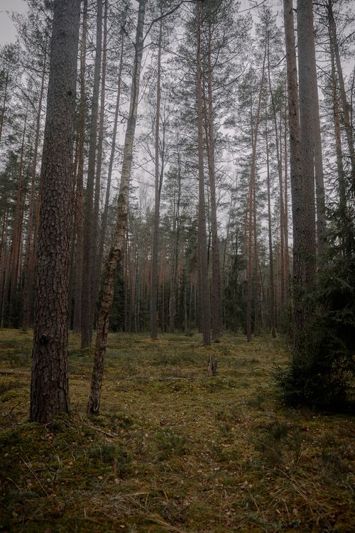 Free Peaceful forest landscape with tall pine trees showcasing the serene beauty of fall. Stock Photo