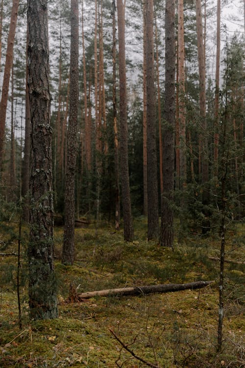 Forest in Fall