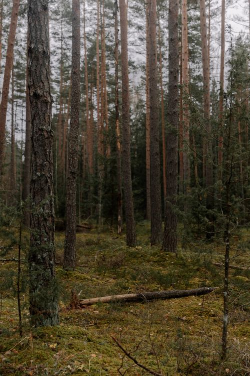 Free Peaceful woodland scene featuring tall evergreen trees in an autumn forest setting. Stock Photo